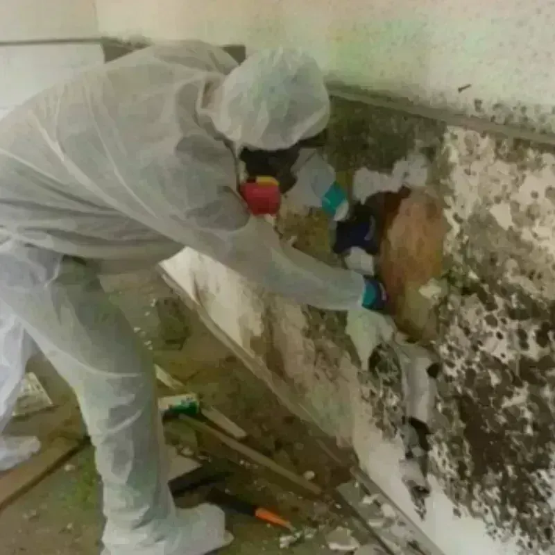 Mold Remediation and Removal in Grants, NM